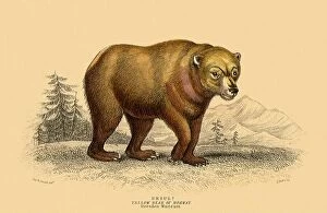 Natural History Collection: Yellow Bear of Norway, Ursus