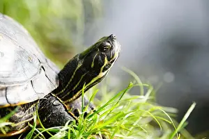 River Bank Prints: Yellow bellied eared turtle sitting on the riverbank of a pond