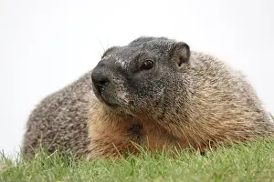 Cute Animal Prints: Yellow-bellied marmot (Marmota flaviventris)