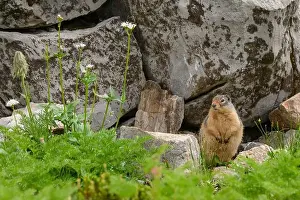 Burrow Prints: Yellow-bellied marmot (Marmota flaviventris) in an alpine mountain meadow