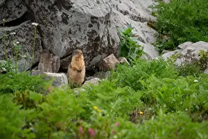 Burrow Prints: Yellow-bellied marmot (Marmota flaviventris) in an alpine mountain meadow