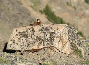 Mountainscape Prints: A yellow-bellied marmot resting atop a large rock amidst a rugged