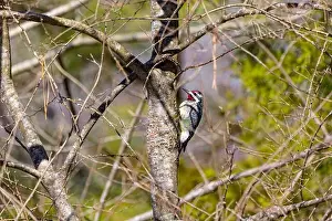 Tree Bark Prints: The yellow-bellied sapsucker (Sphyrapicus varius)