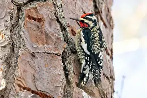 Medium Sized Prints: Yellow-bellied Sapsucker (Sphyrapicus varius) male - Brevard, North Carolina, USA