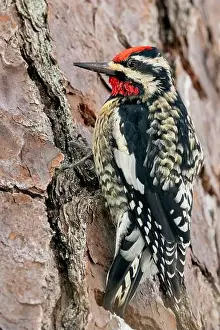 Medium Sized Prints: Yellow-bellied Sapsucker (Sphyrapicus varius) male - Brevard, North Carolina, USA