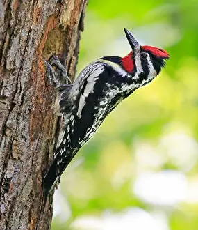 Woodpecker Prints: Yellow-bellied Sapsucker on a tree trunk into the forest, Quebec, Canada
