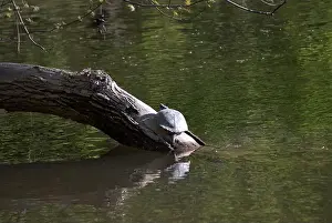 Shimmering Prints: A yellow bellied turtle basking on a log in Pennsylvania