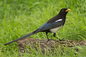 Corvidae Prints: Yellow-billed Magpie (Pica nuttalli) Sacramento County California USA