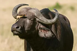Differential Focus Prints: Yellow billed oxpecker on a Cape buffalo (Syncerus caffer)