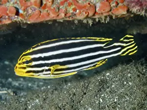 Sweetlips Prints: A yellow-black fish with stripes