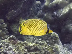 Chaetodon Prints: A yellow-black patterned fish, large scale butterflyfish (Chaetodon rafflesii)