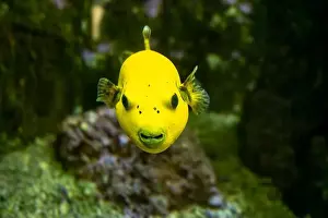 Blackspotted Prints: Yellow Blackspotted Puffer Or Dog-faced Puffer Fish Arothron Nigropunctatus Swimming In Water