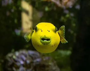 Blackspotted Prints: Yellow Blackspotted Puffer Or Dog-faced Puffer Fish Arothron Nigropunctatus Swimming In Water