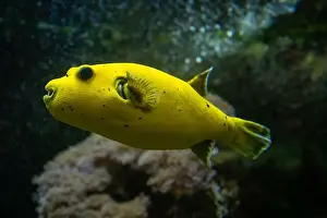 Blackspotted Prints: Yellow Blackspotted Puffer Or Dog-faced Puffer Fish Arothron Nigropunctatus Swimming In Water