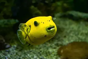 Blackspotted Prints: Yellow Blackspotted Puffer Or Dog-faced Puffer Fish Arothron Nigropunctatus Swimming In Water