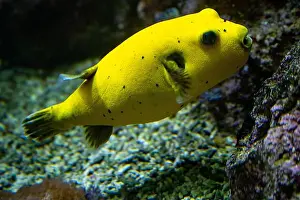 Blackspotted Prints: Yellow Blackspotted Puffer Or Dog-faced Puffer Fish Arothron Nigropunctatus Swimming In Water