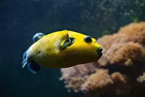 Puffer Prints: Yellow Blackspotted Puffer Or Dog-faced Puffer Fish Arothron Nigropunctatus Swimming In Water