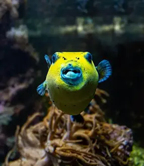 Puffer Prints: Yellow Blackspotted Puffer Or Dog-faced Puffer Fish Arothron Nigropunctatus Swimming In Water