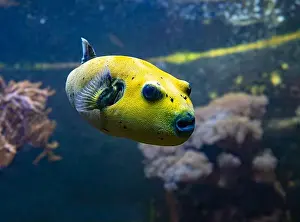 Puffer Prints: Yellow Blackspotted Puffer Or Dog-faced Puffer Fish Arothron Nigropunctatus Swimming In Water