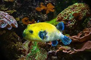 Puffer Prints: Yellow Blackspotted Puffer Or Dog-faced Puffer Fish Arothron Nigropunctatus Swimming In Water