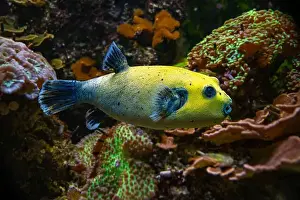Puffer Prints: Yellow Blackspotted Puffer Or Dog-faced Puffer Fish Arothron Nigropunctatus Swimming In Water