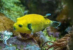 Puffer Prints: Yellow Blackspotted Puffer Or Dog-faced Puffer Fish Arothron Nigropunctatus Swimming In Water