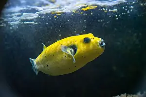 Puffer Prints: Yellow Blackspotted Puffer Or Dog-faced Puffer Fish Arothron Nigropunctatus Swimming In Water