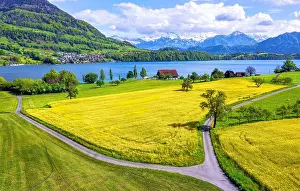 Canola Prints: Yellow blooming canola fields and snow covered swiss Alps mountains on Lake Lucerne