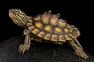 Sideview Prints: Yellow-blotched map turtle (Graptemys flavimaculata)
