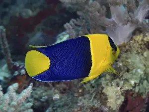 Underwater Worlds Prints: Yellow-blue fish, Bicolor angelfish (Centropyge bicolor)