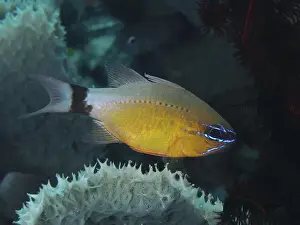 Percomorphaceae Prints: A yellow-blue fish, black-banded cardinalfish