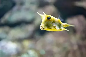 Boxfish Prints: Yellow boxfish or Cubicus boxfish in a tank