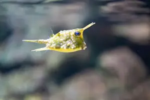 Boxfish Prints: Yellow boxfish or Cubicus boxfish in a tank
