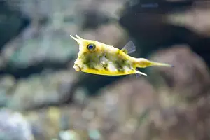 Boxfish Prints: Yellow boxfish or Cubicus boxfish in a tank