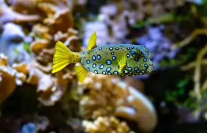 Beneath Prints: Yellow boxfish (Ostracion cubicum) is a species of boxfish found in reefs throughout the Pacific Ocean and Indian Ocean