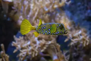 Beneath Prints: Yellow boxfish (Ostracion cubicum) is a species of boxfish found in reefs throughout the Pacific Ocean and Indian Ocean