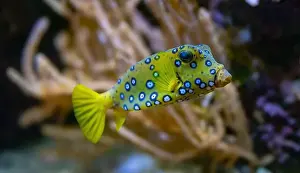 Beneath Prints: Yellow boxfish (Ostracion cubicum) is a species of boxfish found in reefs throughout the Pacific Ocean and Indian Ocean