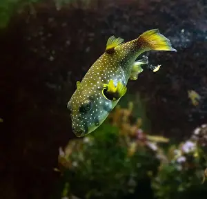 Beneath Prints: Yellow boxfish (Ostracion cubicum) is a species of boxfish found in reefs throughout the Pacific Ocean and Indian Ocean