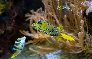 Beneath Prints: Yellow boxfish (Ostracion cubicum) is a species of boxfish found in reefs throughout the Pacific Ocean and Indian Ocean