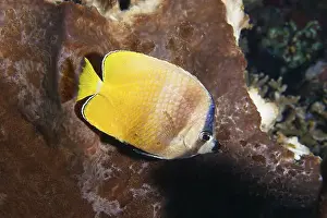 Bony Fishes Prints: Yellow butterflyfish, Sunburst Butterflyfish (Chaetodon kleinii)