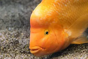 Aquarium Fish Prints: Yellow citron cichlid in aquarium against background sea sand