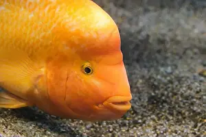 Aquarium Fish Prints: Yellow citron cichlid in aquarium against background sea sand