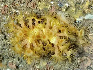 Cote Dazur Prints: Yellow cluster anemone (Parazoanthus axinellae) on a seabed in the Mediterranean Sea near Hyeres