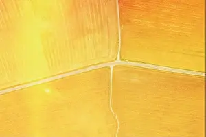 yellow Clusters Of Agricultural Fields Sown With Different Crops. Aerial View country road through fields. Golden Wheat Agricultural Summer Season