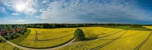 Oilseed Prints: Yellow, colorful rapeseed fields as aerial panorama with a little village on the left side