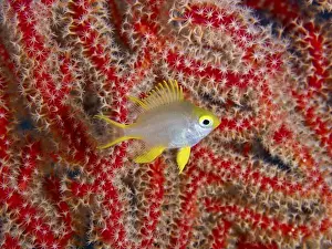 Diving Locations Prints: Yellow coloured fish, Golden damselfish (Amblyglyphidodon aureus) juvenile