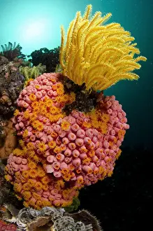 Indonesian Prints: Yellow Coral (Tubastrea faulkneri) and yellow crinoid in reef habitat