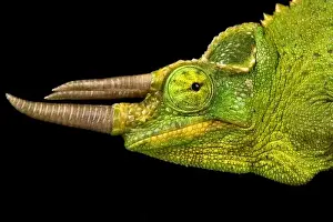 Yellow-crested Jackson's Chameleon (Trioceros jacksonii xantholophus)