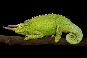 Yellow-crested Jackson's Chameleon (Trioceros jacksonii xantholophus)