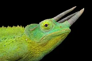 Chamaeleo Prints: Yellow-crested Jackson's chameleon (Trioceros jacksonii xantholopus)
